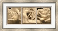 Framed Rose Trio