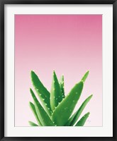 Framed Succulent Simplicity V Pink Ombre Crop
