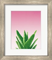 Framed Succulent Simplicity V Pink Ombre Crop