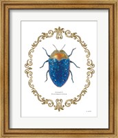 Framed Adorning Coleoptera V