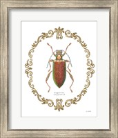 Framed Adorning Coleoptera VI