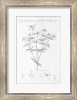 Framed Botany Book X