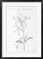 Framed Botany Book IX