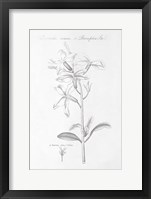 Botany Book IX Framed Print