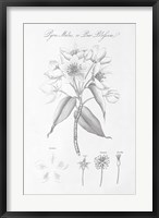 Framed Botany Book VIII