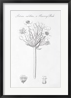 Framed Botany Book VII