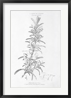 Framed Botany Book VI