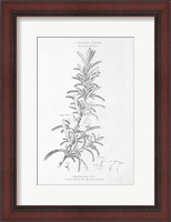Framed Botany Book VI
