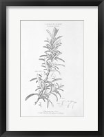 Botany Book VI Framed Print