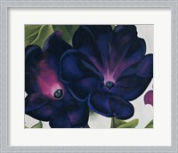 Framed Black and Purple Petunias