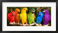 Framed Rainbow Parrots