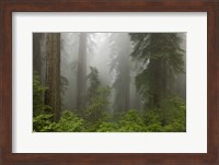 Framed Redwoods NP Fog