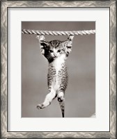 Framed 1950s Little Kitten Hanging From Rope