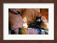 Framed Tuxedo Cat Sitting On Sofa
