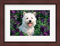 Framed West Highland Terrier Sitting In Petunias