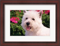 Framed West Highland Terrier Head Shot