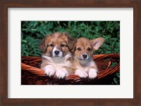 Framed Two Welsh Corgi Puppies In Basket