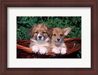 Framed Two Welsh Corgi Puppies In Basket
