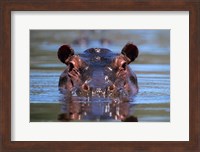 Framed Hippopotamus Amphibius Peering Out From Water