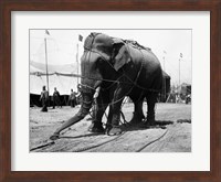 Framed 1930s Circus Elephant Draped In Chains
