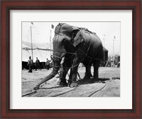 Framed 1930s Circus Elephant Draped In Chains