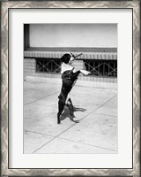 Framed 1930s Boston Terrier Performing
