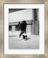 Framed 1930s Boston Terrier Performing Trick