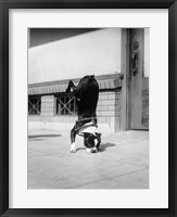 Framed 1930s Boston Terrier Performing Trick