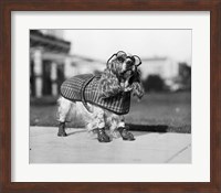 Framed 1930s Cocker Spaniel Wearing Glasses