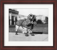 Framed 1930s Cocker Spaniel Wearing Glasses