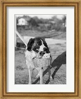 Framed 1930s Dog Holding Cat