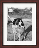 Framed 1930s Dog Holding Cat