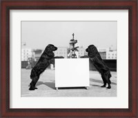Framed 1930s Two Black Cocker Spaniels Standing