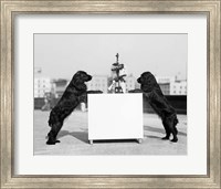 Framed 1930s Two Black Cocker Spaniels Standing