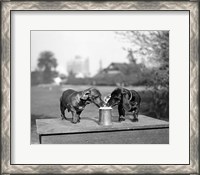 Framed 1890S Two Dachshund Puppies