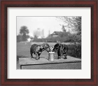 Framed 1890S Two Dachshund Puppies