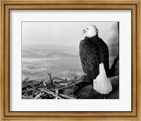 Framed Museum Setting View Of Bald Eagle