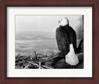 Framed Museum Setting View Of Bald Eagle