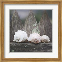 Framed Beach Treasures