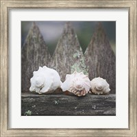 Framed Beach Treasures