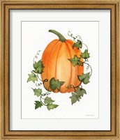 Framed Pumpkin and Vines IV