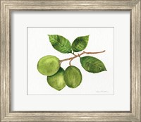 Framed Citrus Garden II