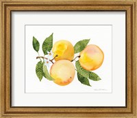 Framed Citrus Garden III