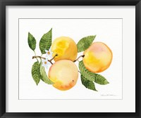 Framed Citrus Garden III
