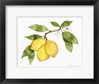 Citrus Garden I Framed Print
