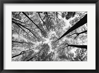 Framed Looking Up I BW