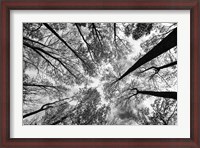 Framed Looking Up I BW