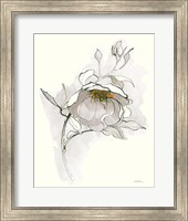 Framed Carols Roses V Off White