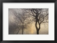 Framed Mystic Trees with Owl