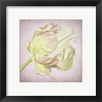 Framed 'Pink Parrot Tulip Painting III' border=